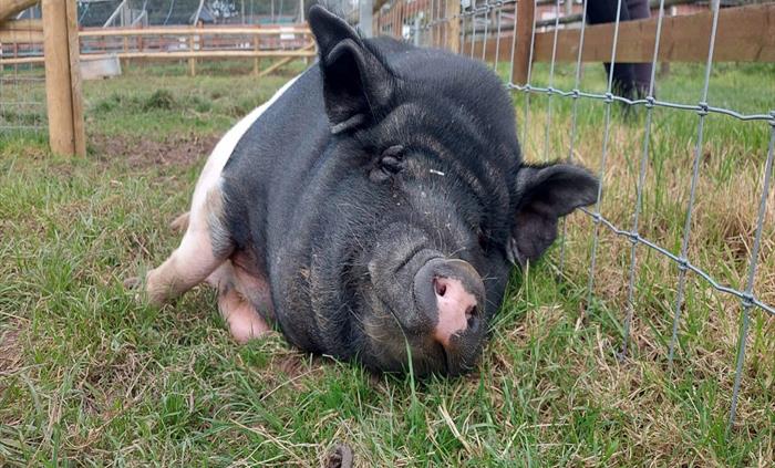 Georgia the pig lying down and looking at the camera.